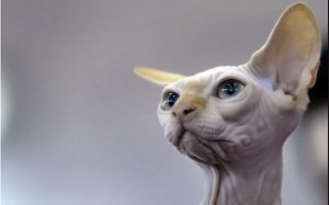 downloadfile-11