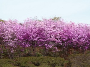 P4130327