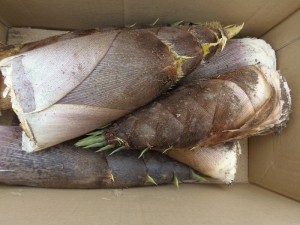 P4290350