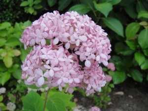 DSC00167