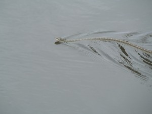 P6080362