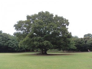 P7200296