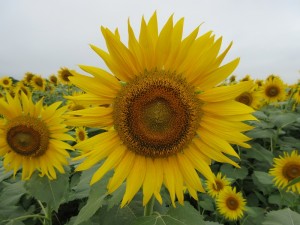 IMG_0087
