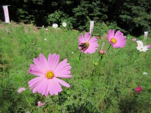 IMG_0152