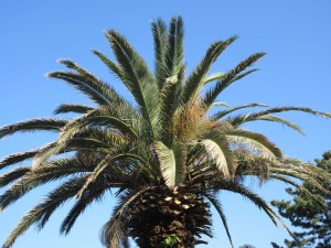 IMG_0388