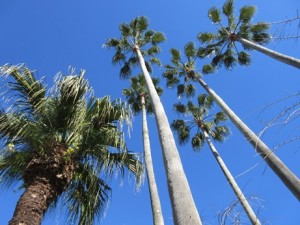 IMG_1015
