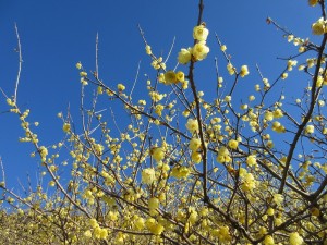 IMG_1551
