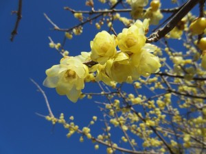 IMG_1552