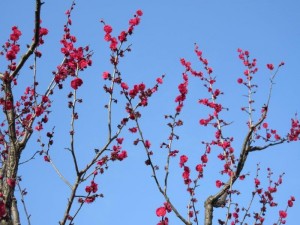 IMG_1827