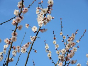 IMG_1830