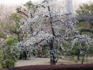 IMG_1866