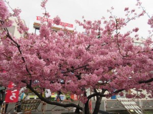 IMG_1868