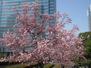 IMG_1979