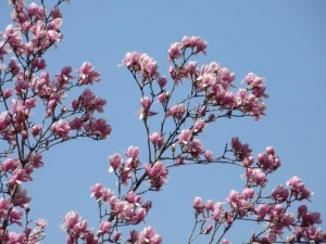 IMG_1980