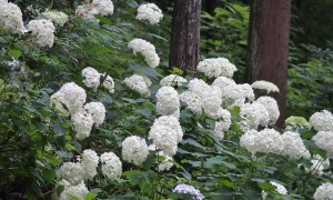 南沢あじさい山 (13)