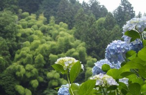 南沢あじさい山 (17)