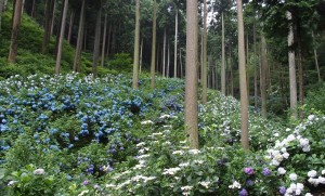 南沢あじさい山 (12)
