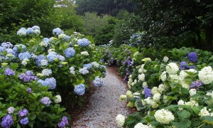 南沢あじさい山 (2)