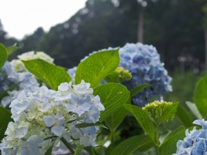 南沢あじさい山 (6)