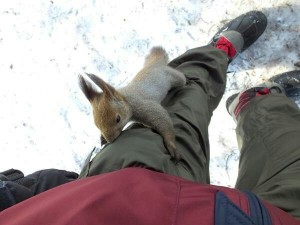 ウサギ