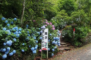 南沢あじさい山 (1)