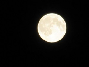 IMG_3296