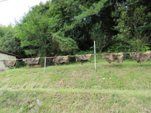 IMG_3596