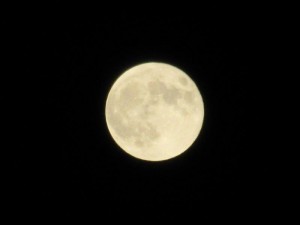 IMG_3729