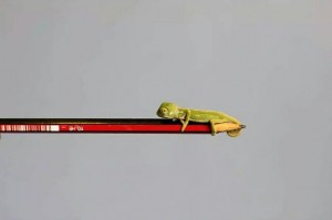 カメレオン 鉛筆