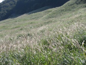IMG_3761