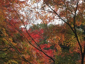 IMG_4403