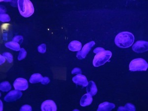 IMG_4979