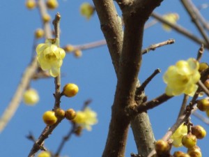 IMG_5077