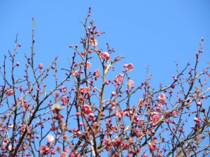 IMG_5103
