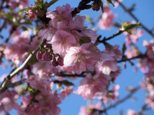 IMG_5308