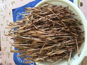土筆2016