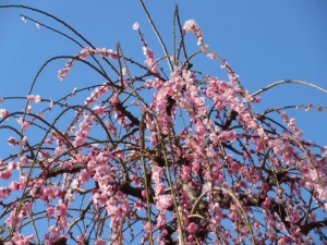 IMG_5414