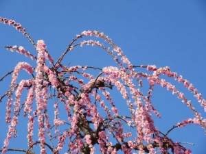 IMG_5417