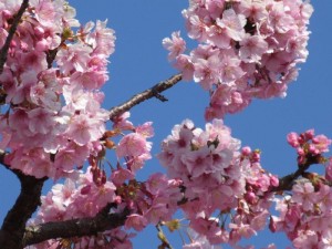 IMG_5450