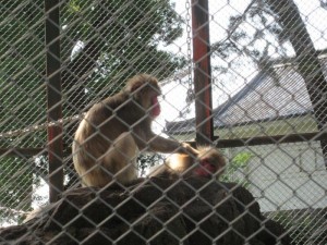 IMG_6479
