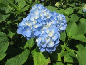 IMG_6485