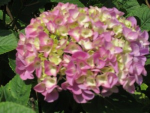 IMG_6486