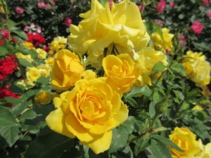 IMG_6497