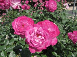 IMG_6498