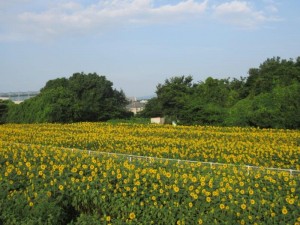 IMG_6785