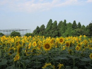 IMG_6790