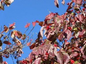 img_7390