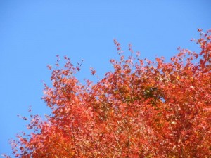 img_7461