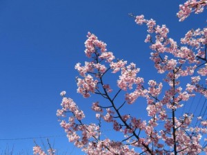 IMG_8005
