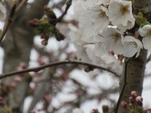 ソメイヨシノ